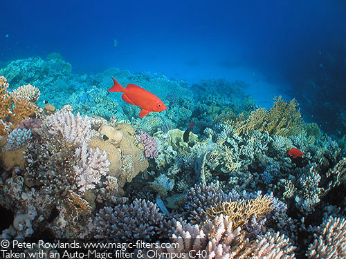 Bigeye on reef. Auto-Magic.  Peter Rowlands (2006)