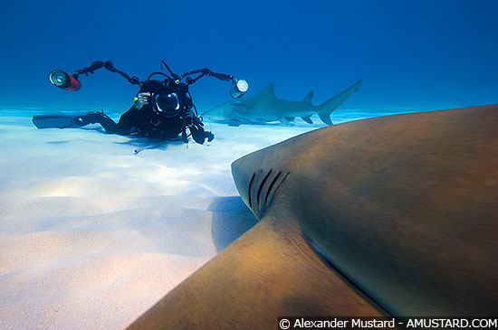 Lemon Shark and photographer