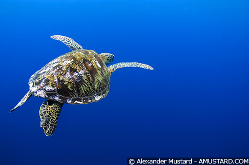 Turtle against blue - Sipadan